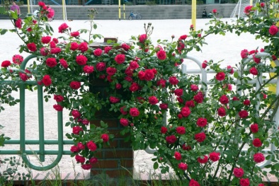 Các bước kỹ thuật trồng cây hoa hồng tường vi nở rực rỡ quanh năm