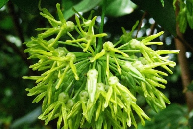 Kỹ thuật trồng cây hoa Thiên lý và mẹo để hoa nở nhiều qua các năm