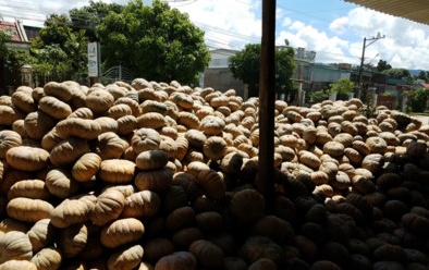 Đắk Lắk: Bí ngô 500 đồng/kg, nông dân khóc ròng