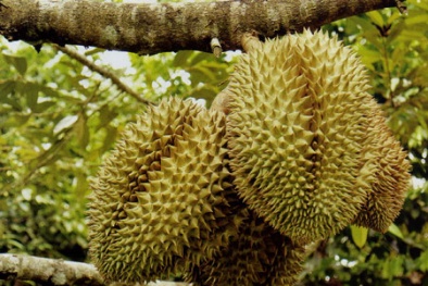Kỹ thuật trồng cây Sầu riêng hạt lép quả sai trĩu chịt từ gốc lên ngọn