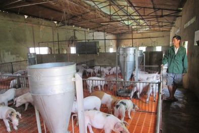 200.000 tấn thịt lợn được 'giải cứu' nhưng giá thịt lợn tại siêu thị vẫn cao, nông dân vẫn lỗ