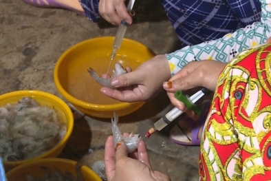Bơm thạch rau câu vào tôm để tăng trọng lượng ở Bạc Liêu