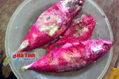 Cá kho đổi màu đỏ rực bất thường ở Hà Tĩnh: Công bố nguyên nhân