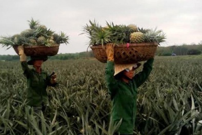 Lạ lùng thương lái Trung Quốc thu mua cả dứa non
