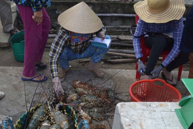Phú Yên: Tôm hùm chết hàng loạt, thiệt hại hơn 700 tỉ đồng