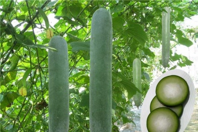 Kỹ thuật trồng bí xanh ăn giải nhiệt mùa hè với quả sai trĩu giàn