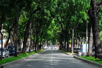 Số liệu bất ngờ: Hà Nội thiếu cây xanh trầm trọng
