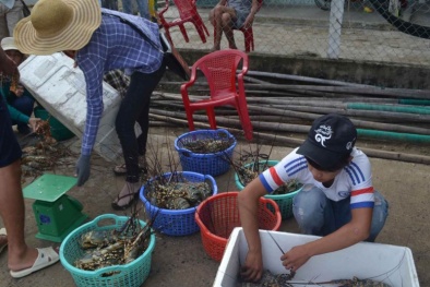 Tôm hùm chết hàng loạt ở Phú Yên: Đã tìm ra nguyên nhân