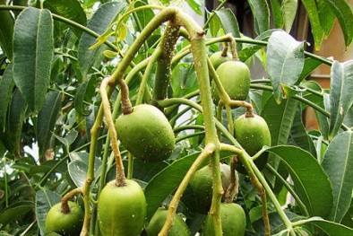 Kỹ thuật trồng cây cóc Thái trên sân thượng cực đơn giản cho trái ăn quanh năm