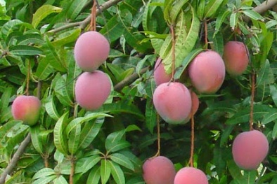 Kỹ thuật trồng Xoài tím cho quả sai trĩu cành, quả căng tròn thơm ngon