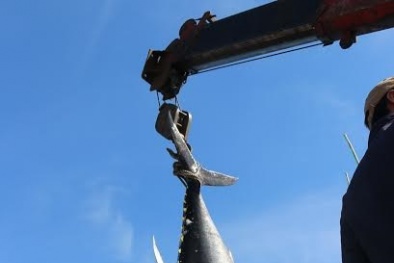 Phú Yên: Ngư dân câu được cá ngừ vây xanh quý hiếm nặng 240kg