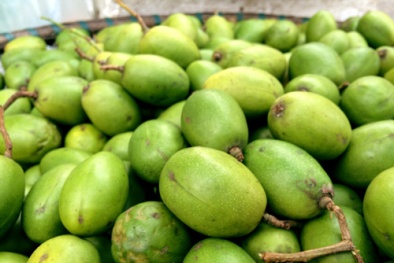 Ăn quá nhiều quả cóc ngày hè nguy cơ ung thư dạ dày