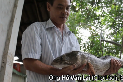 Cặp cá lóc 'khủng' 14 kg của nông dân miền Tây