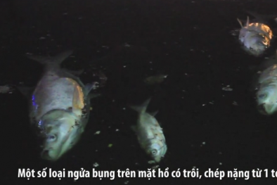 Vớt cá chết xuyên đêm ở hồ Hoàng Cầu