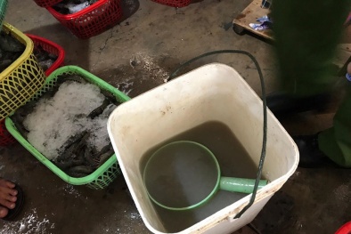 Bắt quả tang 2 cơ sở bơm tạp chất vào tôm để tăng trọng