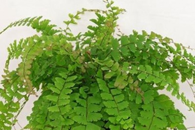 Kỹ thuật trồng cây tóc thần vệ nữ làm sạch không khí trong nhà
