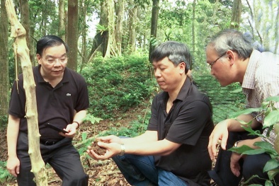 Bộ Khoa học & Công nghệ sẽ đầu tư nghiên cứu, phát triển sâm Ngọc Linh