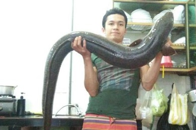 Nghệ An: Cá lệch ‘khủng’ dài gần 2m, nặng 15 kg mắc câu ngư dân
