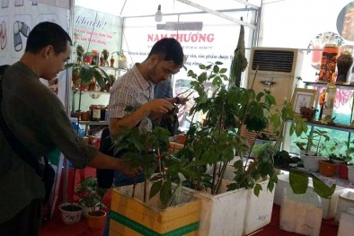 Dân Quảng Nam thu 12,5 tỷ đồng từ hội chợ sâm Ngọc Linh