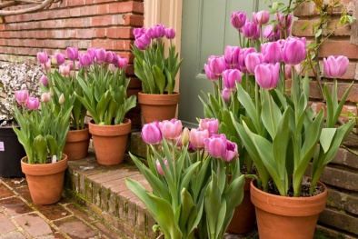 Kỹ thuật trồng hoa Tulip trong chậu cho không gian nhà ngập tràn sắc màu