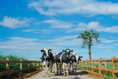 Vinamilk: DN Việt duy nhất lọt vào top 10 xuất sắc nhất châu Á
