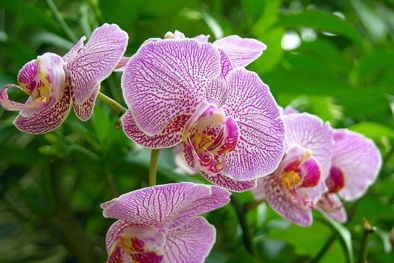 Kỹ thuật trồng cây hoa Phong lan đẹp quyến rũ, hương thơm nồng nàn