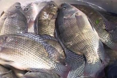 Ban hành Quy chuẩn kỹ thuật Quốc gia về yêu cầu kỹ thuật nuôi cá rô phi