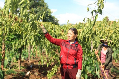 Người dân rớt nước mắt vì trồng chanh dây không quả