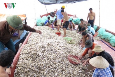 Hải Phòng: Ngao chết hàng loạt không rõ nguyên nhân