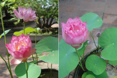 Mê mẩn với sen Cung Đình trồng tại nhà mang hương thơm nhẹ dịu