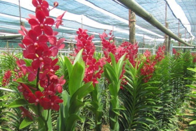 Kỹ thuật trồng lan cắt cành bằng cách chiết, giâm, ghép trên thân cây cực đơn giản