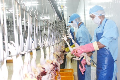 Nơi hàng rào kỹ thuật khắt khe nhất thế giới chấp nhận nhập thịt gia cầm Việt Nam