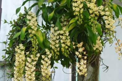 Kỹ thuật trồng hoa lan ghép gốc cây độc, lạ và đẹp bất ngờ