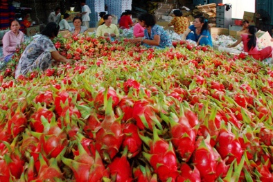 Tháo gỡ rào cản, đẩy mạnh xuất khẩu nông sản Việt sang Úc