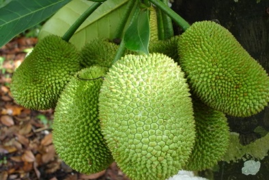 Kỹ Thuật trồng cây mít Tứ quý cho quả ngọt lịm, mang lại kinh tế cao