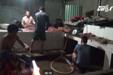 Hãi hùng cơ sở biến thịt lợn thối thành thịt lợn rừng