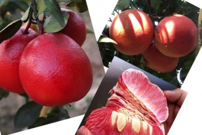 Kỹ thuật trồng cây bưởi đỏ - sản vật tiến vua ăn một lần mãi không quên