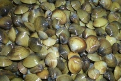 Tác hại đáng sợ từ con hến người ăn không phải ai cũng biết