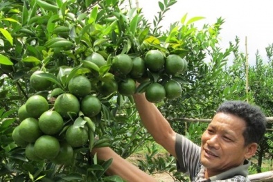 Kỹ thuật trồng cây quýt đường chuẩn nhất cho năng suất vượt trội
