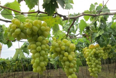 Sau hai tháng, nho Ninh Thuận vẫn tươi ngon nhờ công nghệ bảo quản này