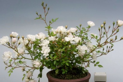 Kỹ thuật trồng cây hoa hồng bonsai độc, lạ thu tiền triệu mỗi cây