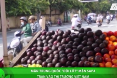 Mận Trung Quốc 'đội lốt' mận Sapa bán ngập phố Hà Nội