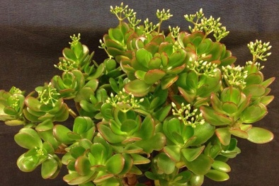 Kỹ thuật trồng cây Ngọc Bích mang tiền tài, may mắn, thịnh vượng cho gia chủ