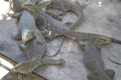 Kỹ thuật nuôi kỳ đà để là 'máy đẻ ra tiền'