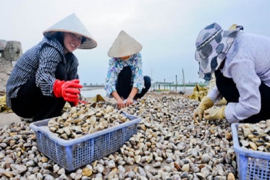 Kỹ thuật nuôi ngao thương phẩm bền vững kiếm bạc tỷ