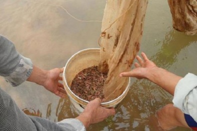 Kỹ thuật nuôi rươi làm đặc sản cho thu nhập 'khủng'