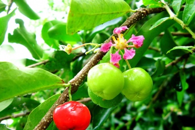 Kỹ thuật trồng cây sơ ri cho quả sai trĩu cành quanh năm