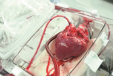 Sốc: Giới khoa học tạo thành tim người từ tim của chuột