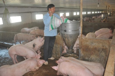 Nguyên nhân nào khiến giá thịt lợn liên tục tăng 'nóng' trong những ngày qua