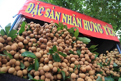 Nhãn lồng Hưng Yên chưa chín, nhãn ‘nhái thương hiệu’ ngập chợ Hà Nội